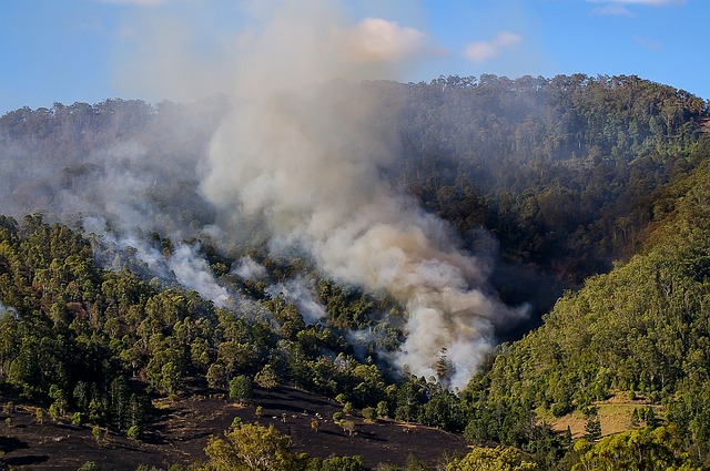 Wildfires in the Amazon Forest