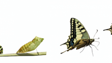 Automation or Transformation