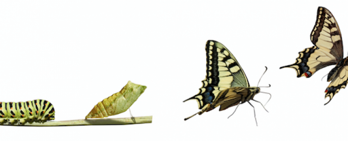 Automation or Transformation
