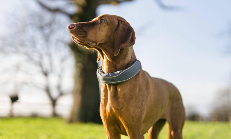 AI Is Translating Canine Health Patterns Into a New Language