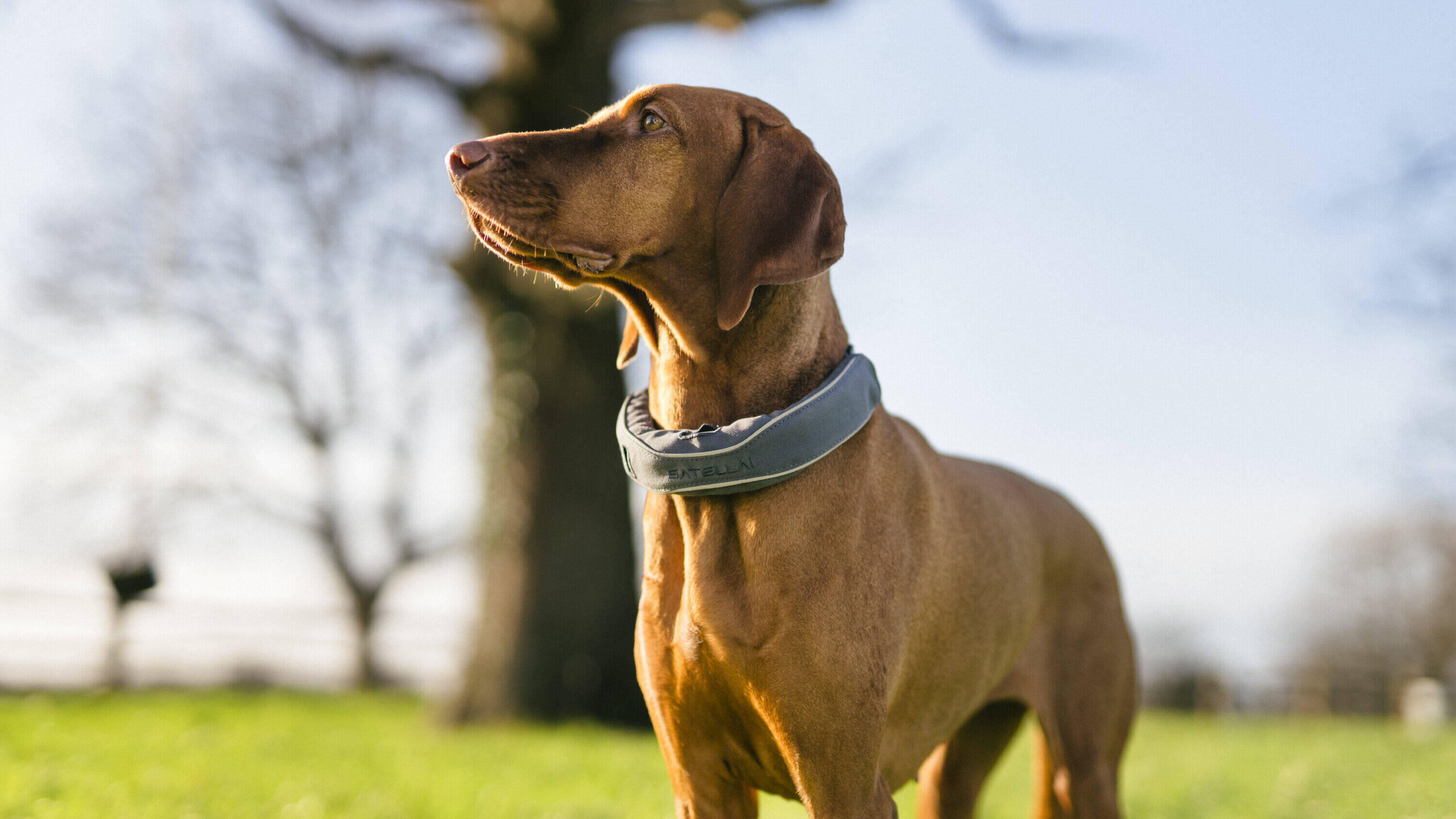 AI Is Translating Canine Health Patterns Into a New Language