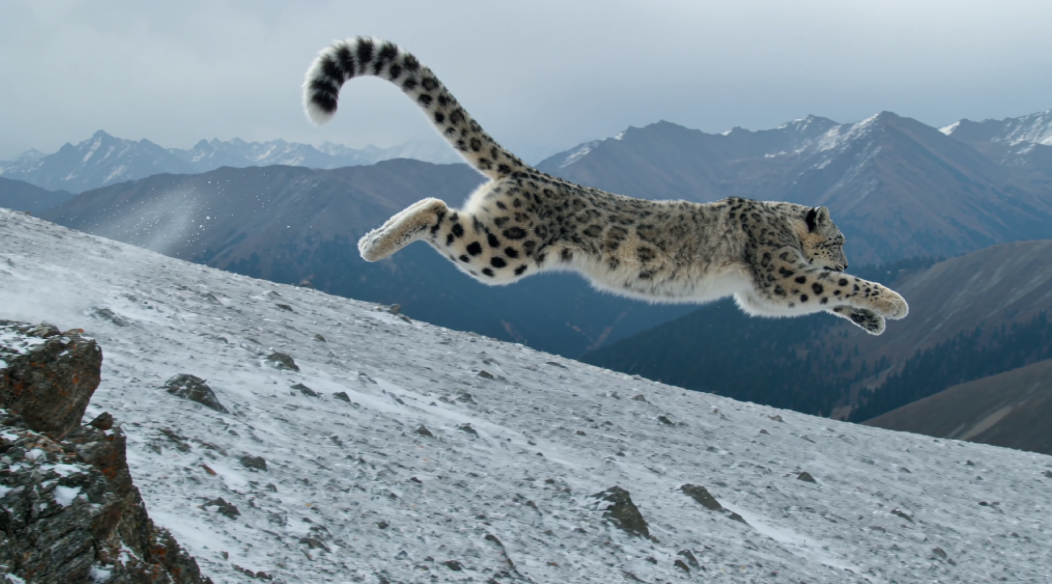 Snow leopard leaping across a snow-covered mountain in a cinematic wildlife sequence